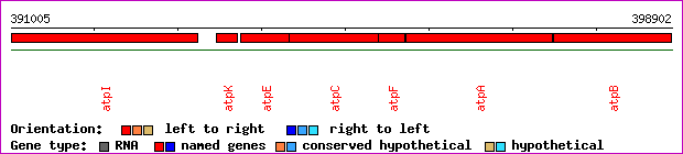 gene map