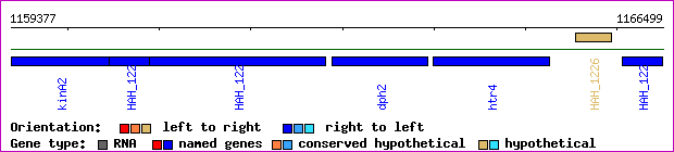gene map