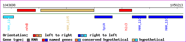 gene map