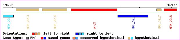 gene map