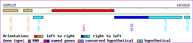 gene map