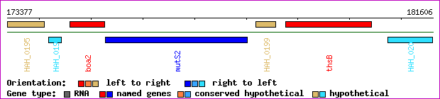 gene map