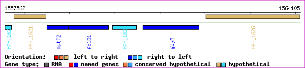 gene map