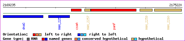 gene map
