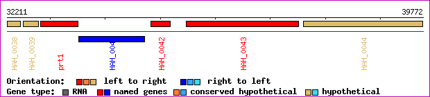 gene map