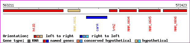 gene map