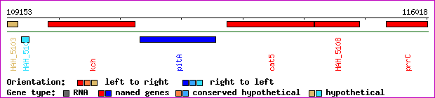 gene map