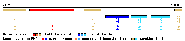 gene map