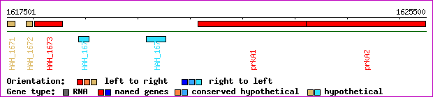 gene map