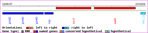 gene map