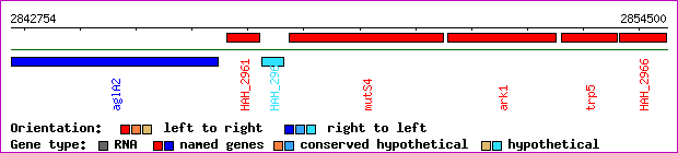 gene map