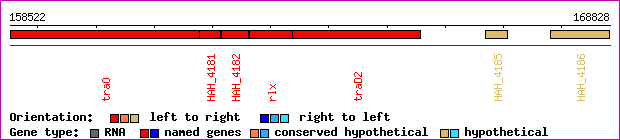 gene map