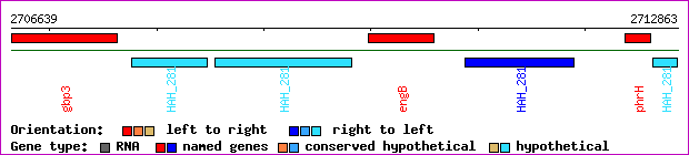gene map