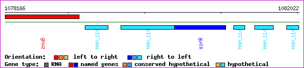 gene map