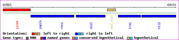 gene map