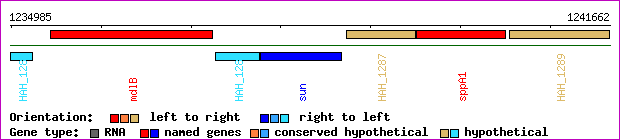 gene map