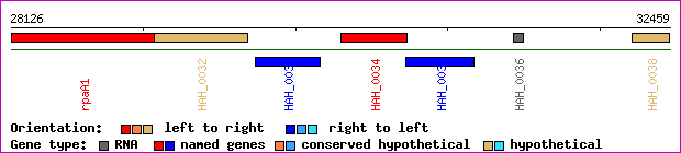 gene map