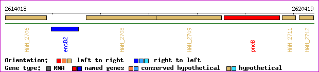 gene map