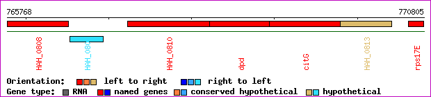 gene map
