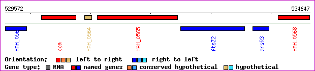 gene map