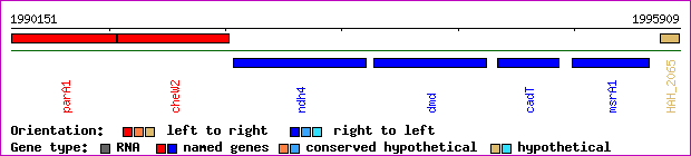 gene map