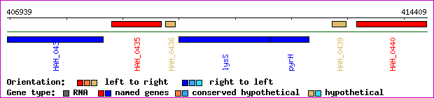 gene map