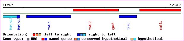 gene map