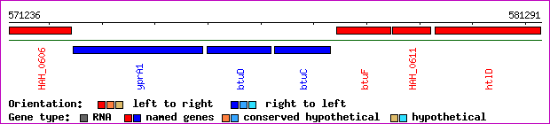 gene map