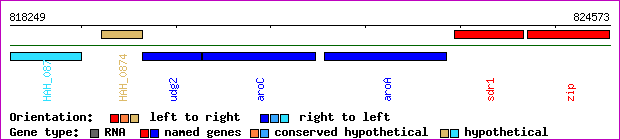 gene map