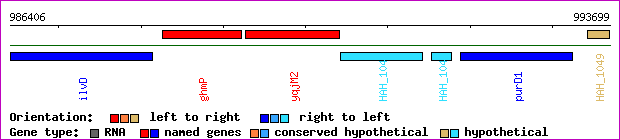 gene map