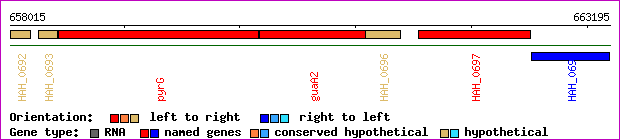 gene map