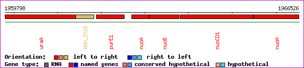 gene map