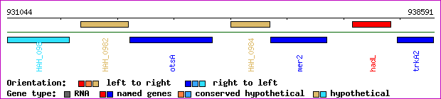 gene map