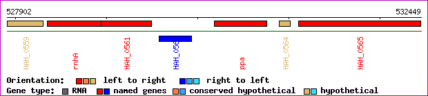 gene map
