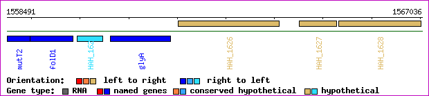 gene map