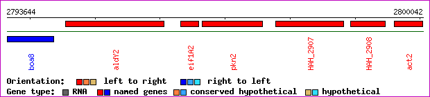 gene map