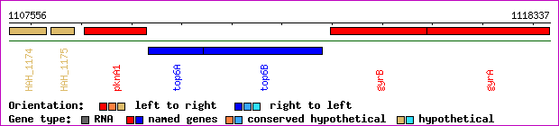 gene map