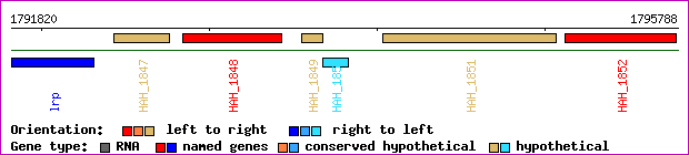 gene map