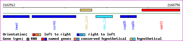 gene map
