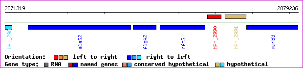 gene map