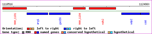 gene map