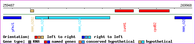 gene map