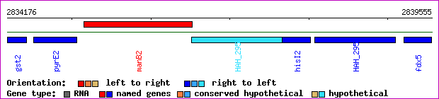 gene map