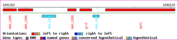 gene map