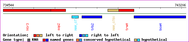gene map