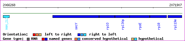 gene map