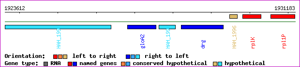 gene map