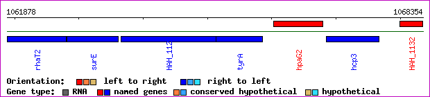 gene map