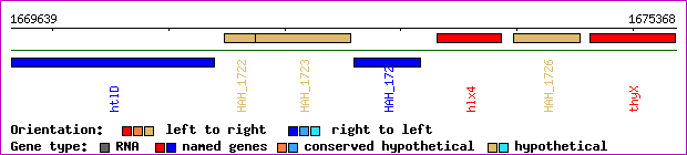 gene map