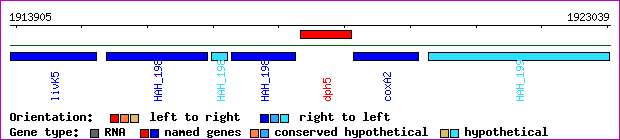 gene map